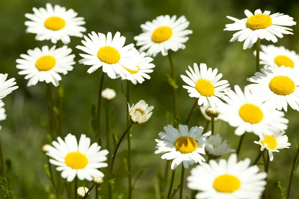 Stock image Marguerite