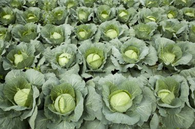 Cabbages clipart