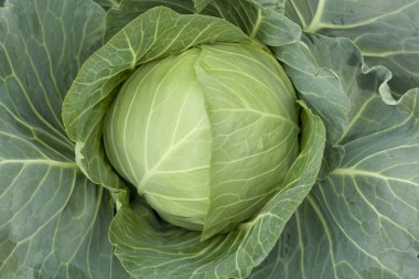 Head cabbage clipart