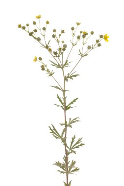 Potentilla argentea