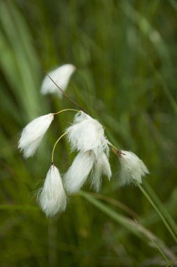 Cotton-grass clipart