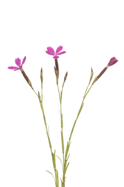 Purple pink — Stock Photo, Image