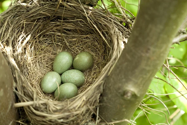 Bird nest — Stock Photo, Image