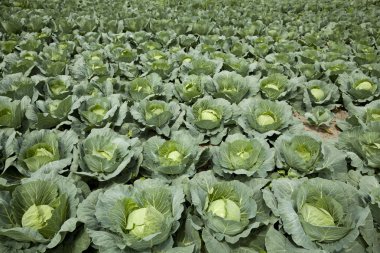 Cabbages clipart