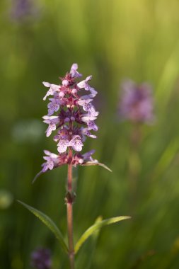 Dactylorhiza maculata