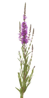 Purple loosestrife clipart