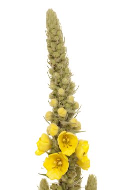 Mullein clipart