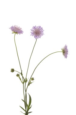 Knautia arvensis clipart