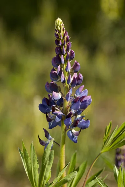 Lupin violet — Photo