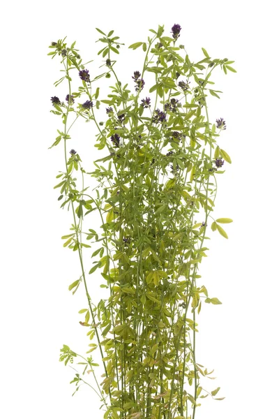 Květina Lucern — Stock fotografie