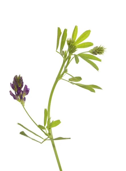 Kwiat Lucerna — Zdjęcie stockowe