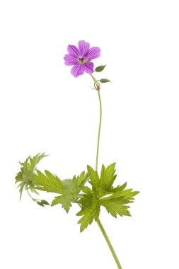 Cranesbill clipart