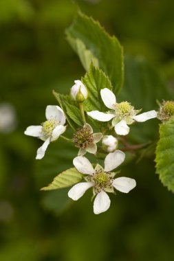 BlackBerry bush