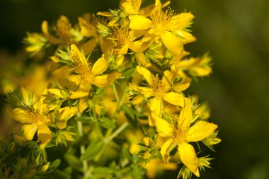 St. John's Wort clipart