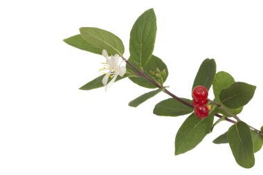 Honeysuckle clipart