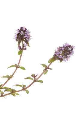 Purple thyme clipart