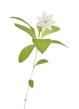 Trientalis europaea clipart