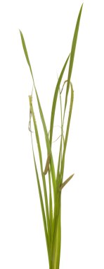 Calamus clipart