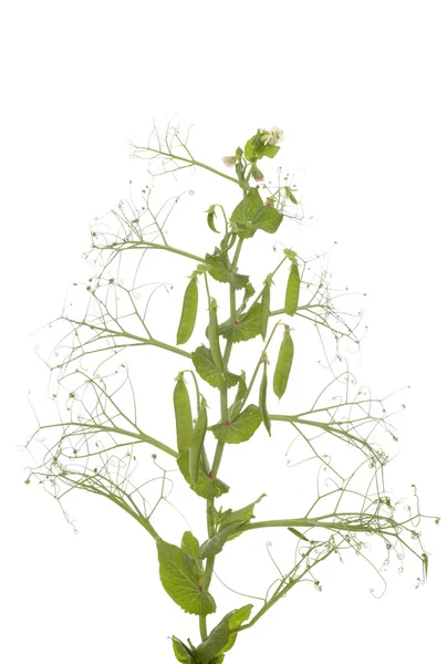 Plant peas — Stock Photo, Image