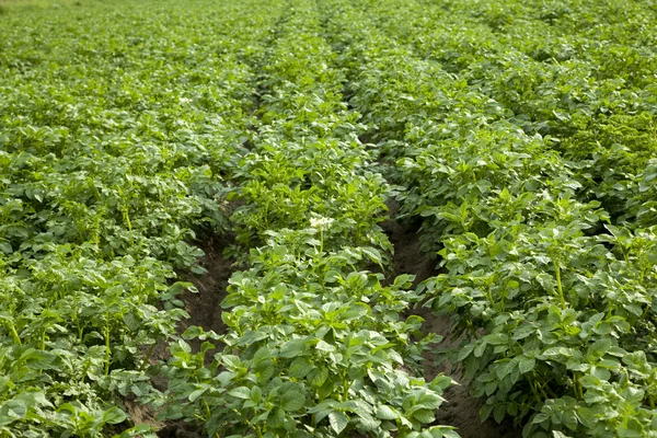 Potatoes' field — Stock Photo, Image