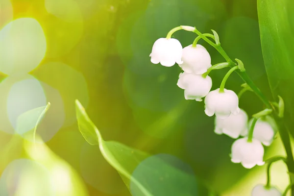 Lily of the valley on green background with sunshine — Stock Photo, Image