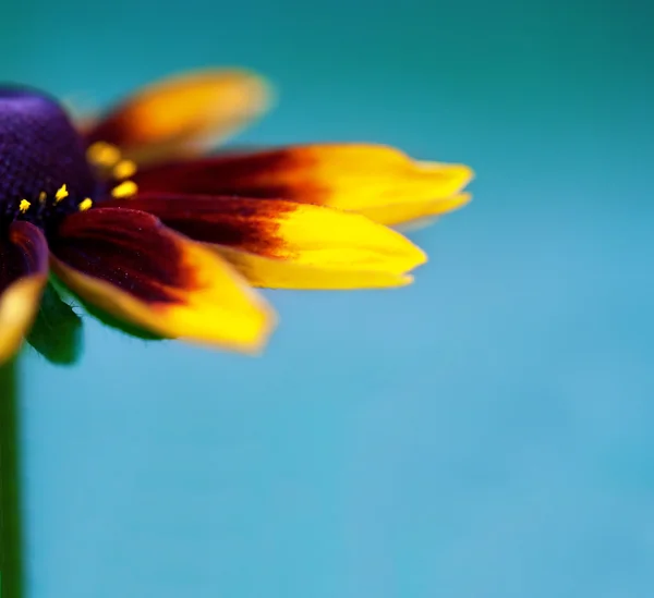Крупный план красивого цветка — стоковое фото