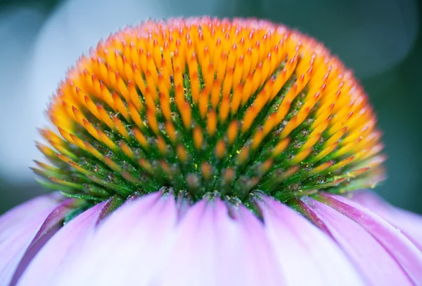 Primer plano de hermosa flor —  Fotos de Stock