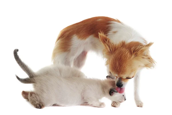 Chihuahua e gattino siamese — Foto Stock
