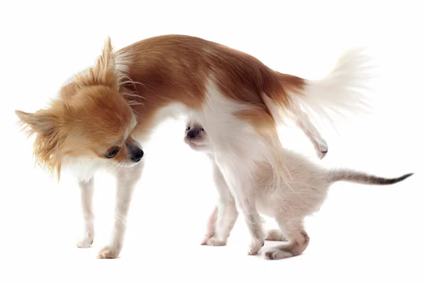 Chihuahua และลูกแมวสยาม — ภาพถ่ายสต็อก