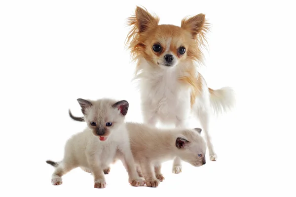 Chihuahua ve Siyam kedi yavrusu — Stok fotoğraf