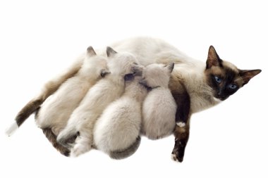 Siamese kitten and mother clipart