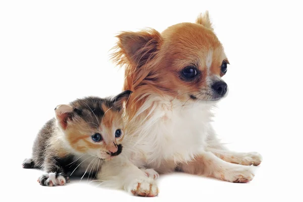 Chihuahua y gatito —  Fotos de Stock