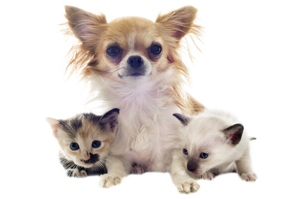 Puppy chihuahua and kitten