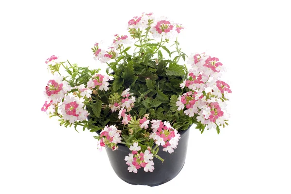 Verbena-virágok — Stock Fotó