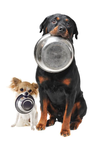 Rottweiler chihuahua and food bowl — Stock Photo, Image