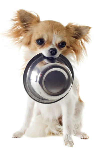 Szczeniak chihuahua i jedzenie miska — Zdjęcie stockowe
