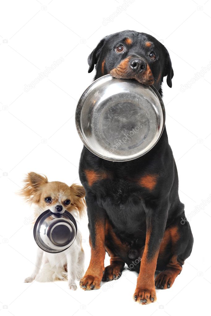 Rottweiler chihuahua ja ruoka kulhoon — valokuva © cynoclub #10760292