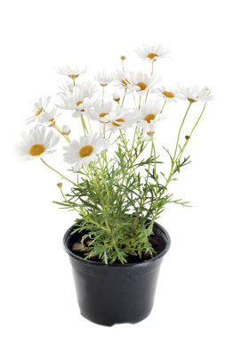 Anthemis punctata clipart