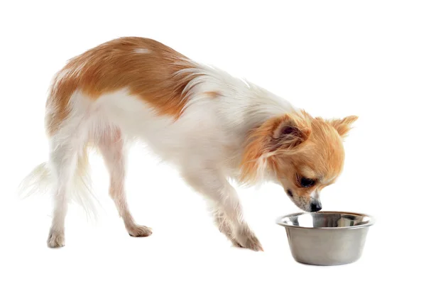 Chihuahua cachorro y tazón de comida — Foto de Stock