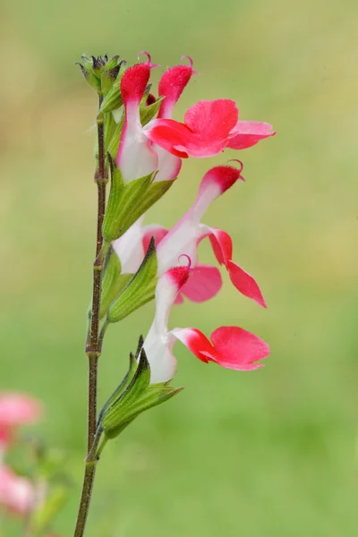 Salvia microphylla hete lippen — Stockfoto