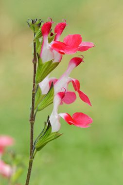 Salvia microphylla Hot Lips clipart