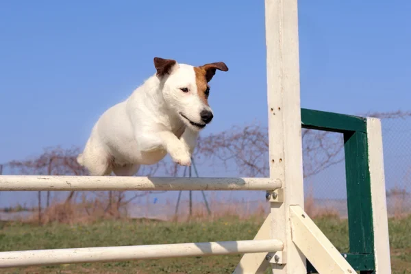 Jack russel terrier i agility — Stockfoto