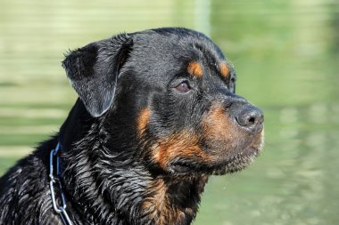 ıslak rottweiler