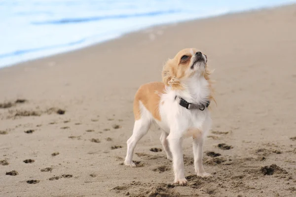 Puppy chihuahua op het strand — Stockfoto