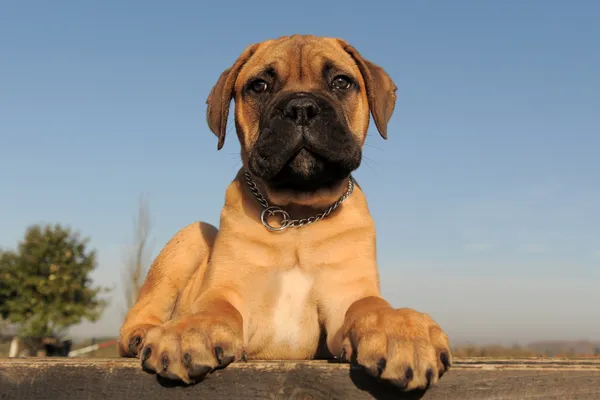 Pup-bull mastiff — Stockfoto