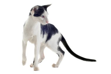 Black and white oriental cat clipart