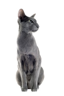 Gray oriental cat clipart