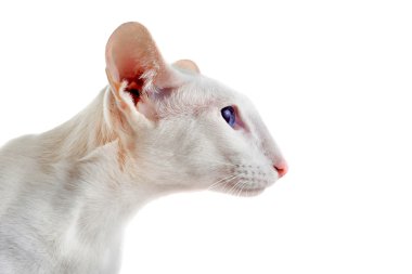 White oriental cat clipart