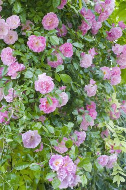 Rosa banksiae rosea