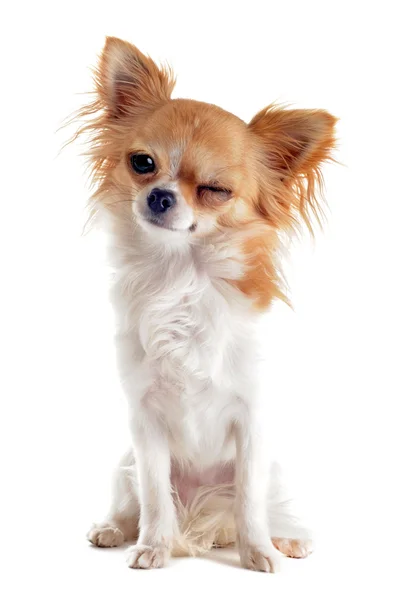 Mrknutí Chihuahua — Stock fotografie